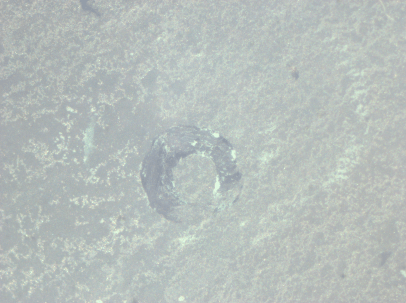 NP-droplet.gif